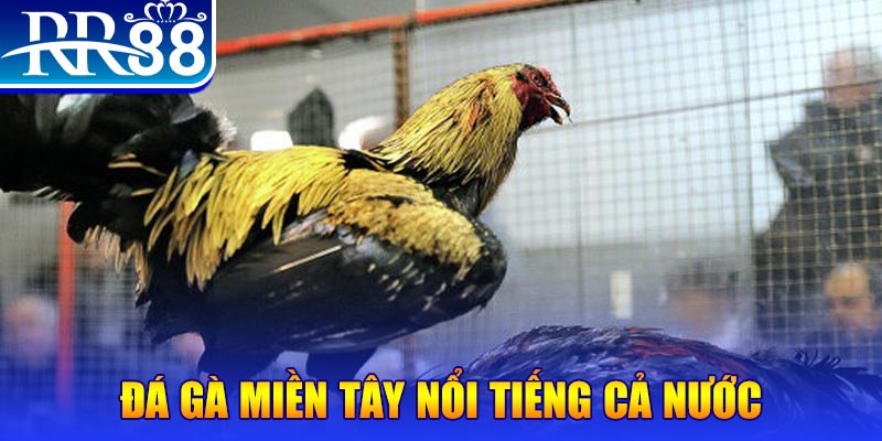 neu88 đá gà 88