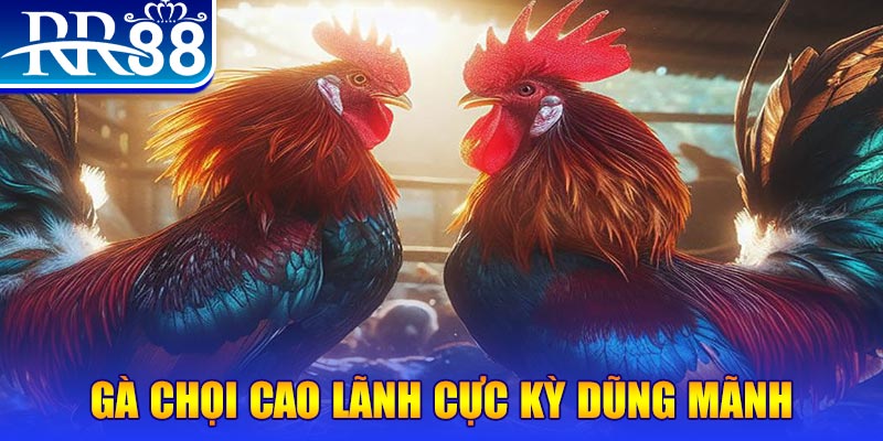 neu88 đăng nhập poker live